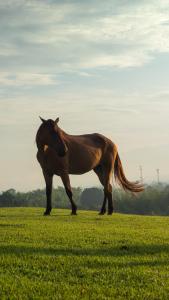 un cheval brun debout dans un champ d'herbe dans l'établissement Rancho Eden, à Armenia