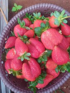 a bowl of strawberries sitting on a table at Shinde Niwas Mahableshwar in Mahabaleshwar