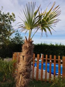 a palm tree sitting next to a wooden fence at Piscine "Mai a Septembre" Jacuzzi Balnéo "La Palmeraie Oasis" toute l'année in Férolles