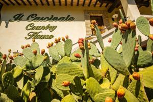un groupe de cactus devant un panneau dans l'établissement Country House Il Cascinale, à Colonnella