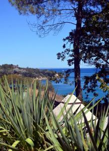 a view of a beach with a tree and the ocean at Ecoclub in Varna City