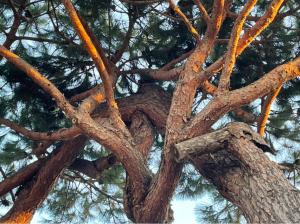 a close up of the branches of a pine tree at Villa Marisa in Fregene