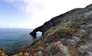 a view of the ocean from a hill with flowers at sull'arco dell'elefante in Pantelleria