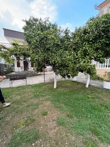 a tree in the middle of a yard at Guest house Kabardinskaya 121 in Gagra