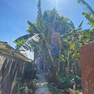 ein Haus mit einem Haufen Palmen im Hof in der Unterkunft Xixová Hostel in São Vicente