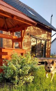 een hond die in het gras voor een huis staat bij Pauza Drzewoszewo - Dom nad jeziorem 