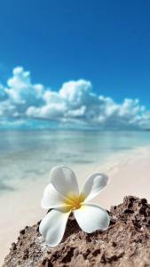 a white frangipani flower on a beach at Y Residential Luxury Villas in Dikoni