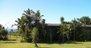 a house with palm trees in front of it at Tsitsikamma on Sea Self-catering Cottages in Witelsbos