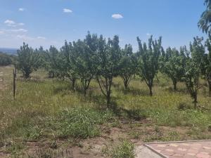 a row of trees in a field with grass at Big Bear Hunting Lodge in Buzău