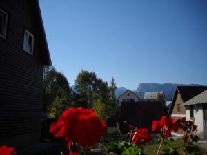 a red flower in the yard of a house at Old Town House in Žabljak