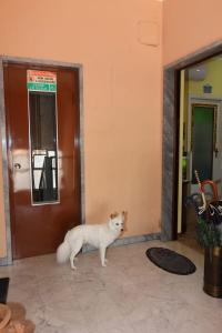 a white dog standing in front of a door at In Famiglia in Biella