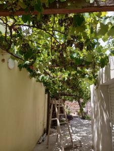 une échelle sous un arbre avec une bande de raisins dans l'établissement Casa de Chuchi, à Reconquista