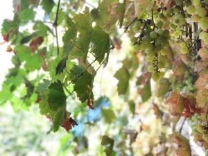 Afbeelding uit fotogalerij van L'Antico Podere in Soresina