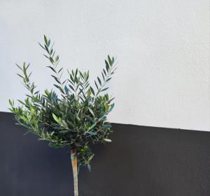 a green plant in a vase next to a wall at Arahova Pansion in Arachova
