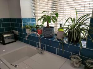 a kitchen sink with plants on a window ledge at The Old Bar in Wiltshire - 1 bedroom guesthouse in Chippenham