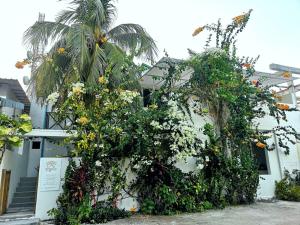 a building with a bunch of trees and flowers at Keyla Inn in Thulusdhoo