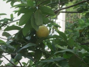 a lemon is growing on a tree with leaves at HAVRE DE PAIX in Le Robert
