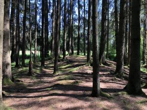 a wooded area with a lot of trees at Ardennes villa with riverside garden and views in Atzerath