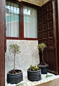 dos árboles en macetas sentados frente a una puerta en Arte i Espacio Home, en Madrid