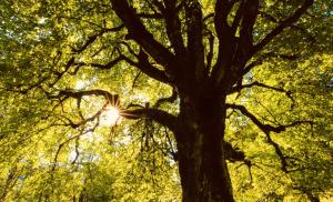 a tree with the sun shining through it at Maison Lomprère in Fichous-Riumayou +8 photos