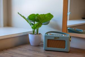 a plant in a pot next to a small radio at Duke of Cumberland in Whitstable