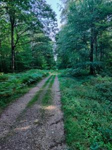 a dirt road in the middle of a forest at Maison dans le bourg in La Chapelle-Montligeon