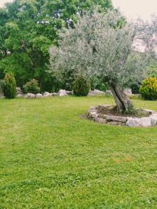 a tree in the middle of a grass field at Residence San Martino in Busso