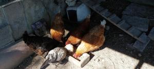 Animales en the country house o alrededores