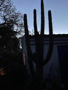 een cactus voor een huis in het donker bij Três Figos in São Luis