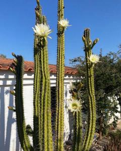 een groep cactussen met witte bloemen voor een gebouw bij Três Figos in São Luis