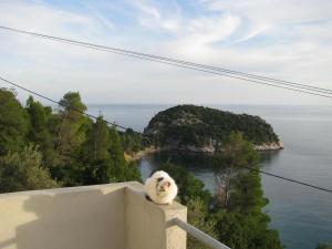 a cat sitting on a ledge looking out at the ocean at Kalithea Studios in Stafylos