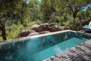 a group of elephants standing next to a swimming pool at Royal Malewane in Thornybush Game Reserve