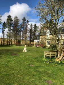 een hond in het gras naast een bank bij Brownrigg in Otterburn