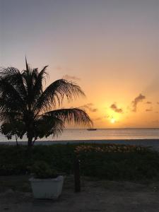 a palm tree on the beach with a sunset at Lendal APT in Saint James