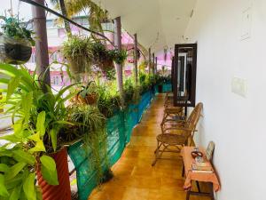Mountain View Homestay外面的花园
