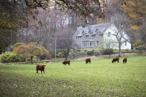 Animales en la casa de vacaciones o alrededores