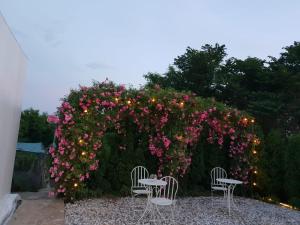 deux chaises devant un grand bush de fleurs dans l'établissement Casa Colinelor, à Urlaţi
