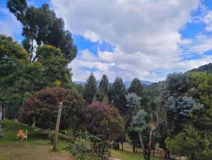 波哥大的住宿－Un paraíso en la montaña Bogotá Verjon Via La Calera，站在树木林地的马