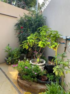 Apartamento Encantador B في مونتيس كلاروس: مجموعة من النباتات الفخارية في الحديقة