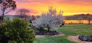 a flowering tree in a field with a sunset in the background at New Horizons Farm Stay in Smeaton