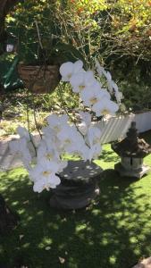Zahrada ubytování Studio cosy rez de jardin à 10 mn des plages