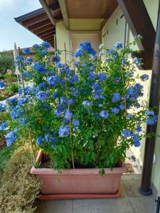 un vaso di fiori blu davanti a una casa di Appartamenti Rossini a Bardolino