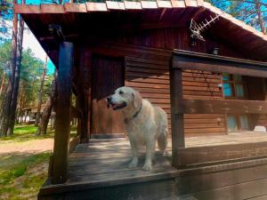a dog standing in front of a wooden house at Camping Urbion in Abejar