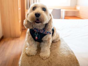 un cane che indossa una camicia seduta su un tappeto di ibis Concepcion a Concepción