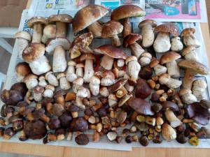 a pile of different types of mushrooms on a newspaper at Apartmán Plešivec ALL4FUN u sjezdovky in Abertamy