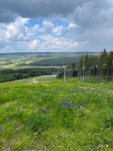 a field of grass with purple flowers on a hill at Apartmán Plešivec ALL4FUN u sjezdovky in Abertamy