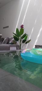 MY HOTEL Al Lathba Pool Villa - Nizwa فيلا اللثبه-نزوى في نزوى‎: وجود نبات يجلس على طاولة في غرفة المعيشة