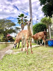 een groep dieren die in het gras staan bij Casa de campo Cutucumay in Chinauta