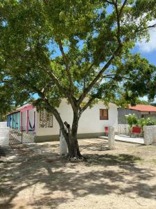 a large tree in front of a building at Onda Colorida - Praia de Serrambi (CASA 1 - ROSA) in Porto De Galinhas