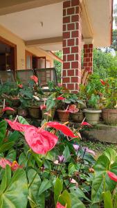 a group of plants in front of a house at Blue Petal Homestay in Virajpet